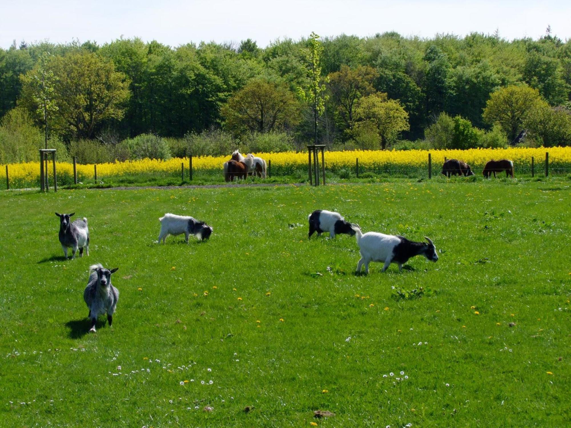 Ferienwohnungen Auf Dem Ferienhof Sell Stoltebüll エクステリア 写真